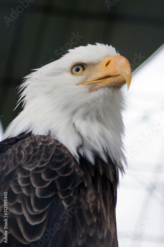 An Alaskan eagle with an eye on you