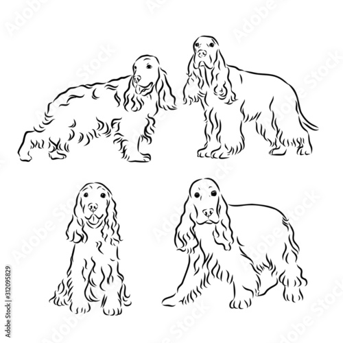 set of dog silhouettes of dogs, spaniel 