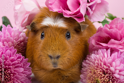 фотографія Cute funny guinea pig among beautiful pink flowers (against a pink background)