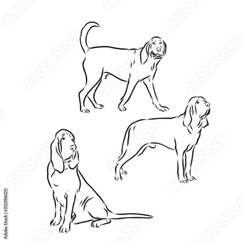 set of dogs, bloodhound 