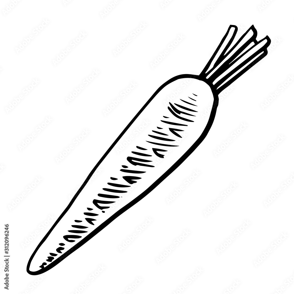 Carrot. Vector. Outline drawing of a vegetable on a white background. Sketch. Drawing marker on paper. Isolated object. Carrot. Vector. Outline drawing of a vegetable on a white background. Sketch. Drawing marker on paper. Isolated object.