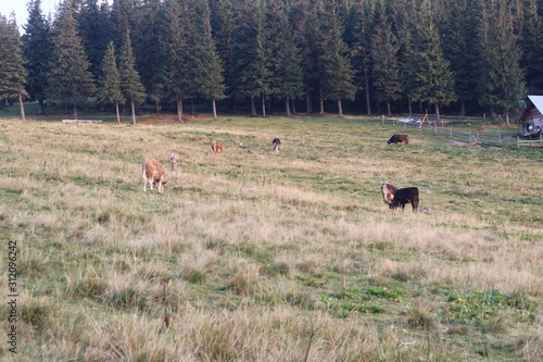 cows graze in the mountains on the hills