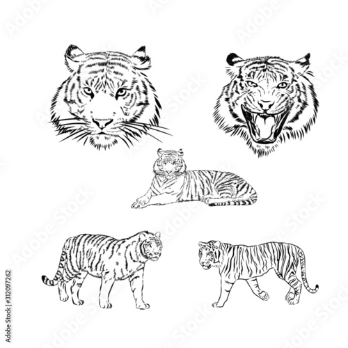 set of tiger