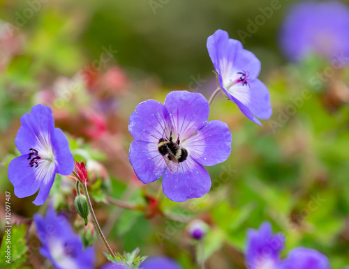 Bumble bee searches for nectar on blue flower