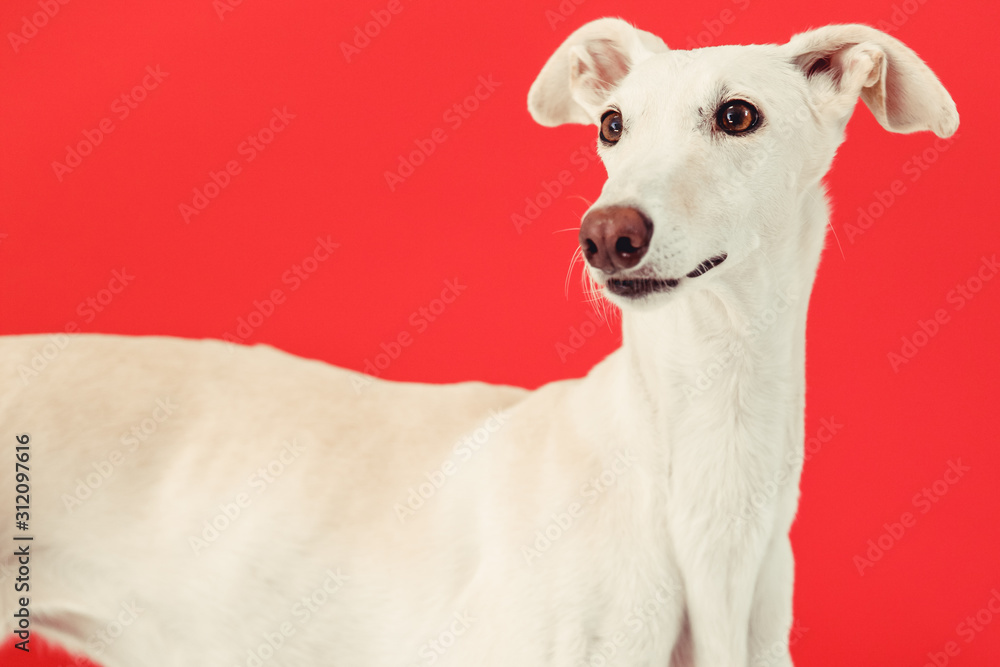 spanish galgo in studio spanish galgo in studio