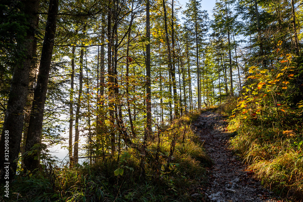 Fototapeta premium sunlight in the autumn forest