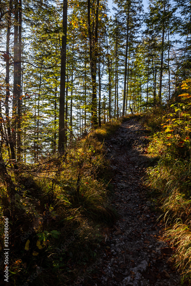Fototapeta premium sunlight in the autumn forest