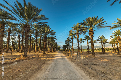 Plantation of date palms, Middle East, agriculture industry in desert areas
