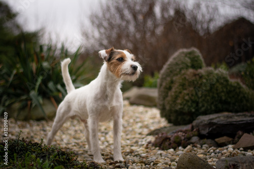 Fototapeta Naklejka Na Ścianę i Meble -  Parson Russell Terrier Portrait