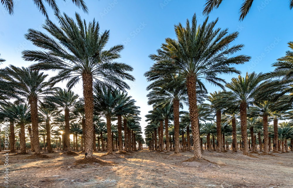 Plantation of date palms, Middle East, agriculture industry in desert areas