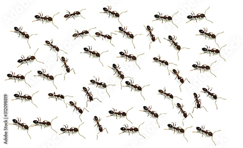 Many ants vector isolated from white background.