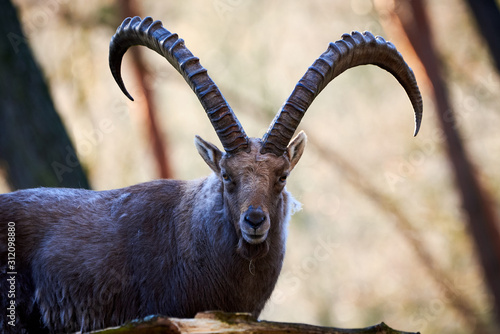 Alpine Ibex Male in the forest (Capra ibex)