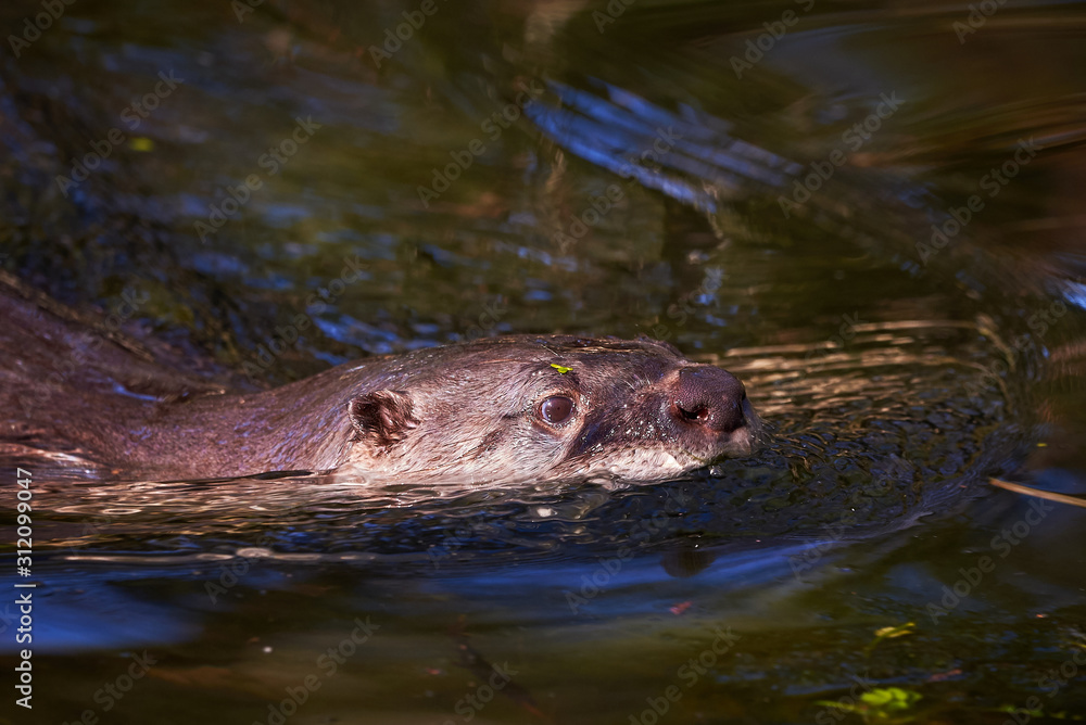Obraz premium European Otter (Lutra Lutra) Swimming