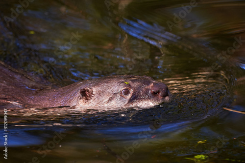 European Otter (Lutra Lutra) Swimming