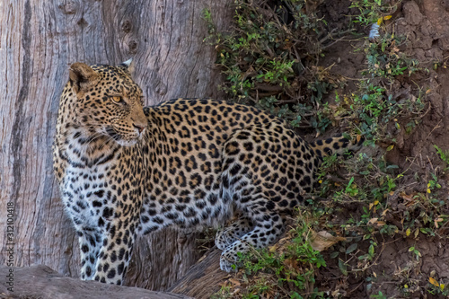 Female Leopard crouched in the Boughs of a Large Tree in Mashatu  Botswana