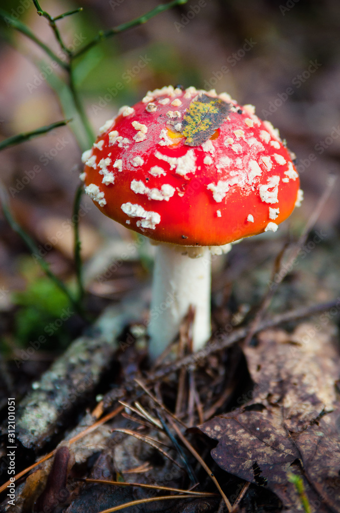 Beautiful Red agaric mushroom. Toadstool in the grass. Amanita muscaria. Toxic mushroom Beautiful Red agaric mushroom. Toadstool in the grass. Amanita muscaria. Toxic mushroom