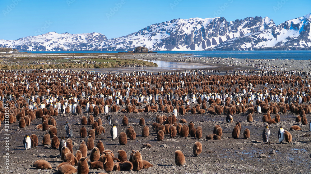 Obraz premium Riesige Pinguinkolonie in Südgeorgien - Salisbury Plain