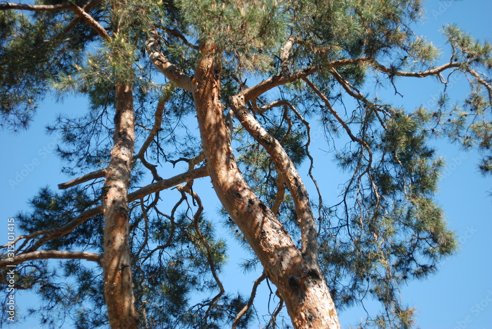 Fototapeta premium tree and sky