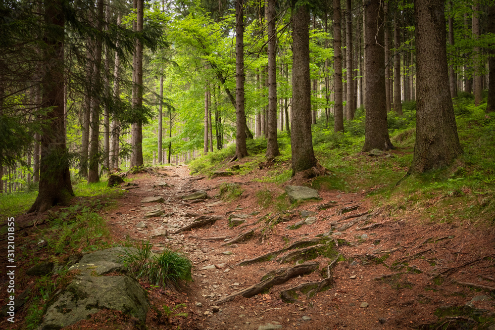 Typical czech forest in Krkonose national park, Czechia