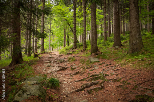 Obraz na płótnie Typical czech forest in Krkonose national park, Czechia w salonie