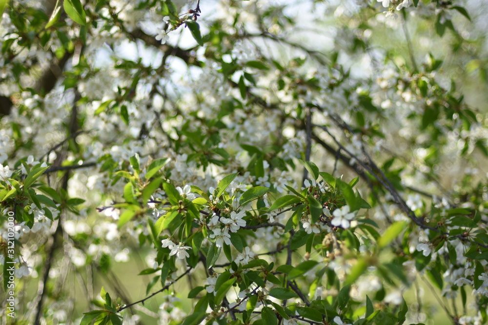 leaves leaves