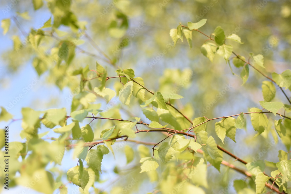 tree tree