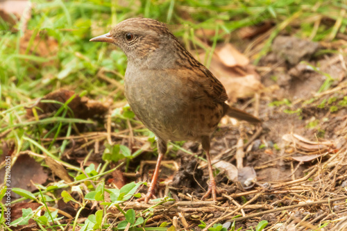 Dunnock or also known as Hedge Sparrow © Ian