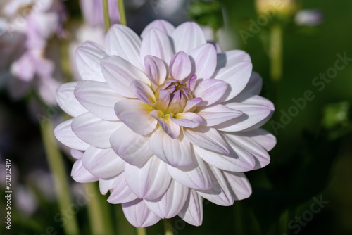 Detailed close up of a beautiful pink and white "Twilight time" dahlia flower