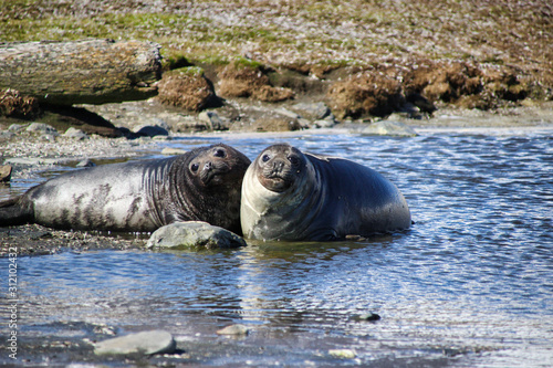 Zwei Seelefanten blicken zum Fotografen - Im Wasser liegend - Südgeorgien