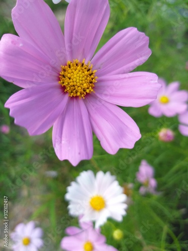 Flowers cosmea pink in the garden, summer natural background