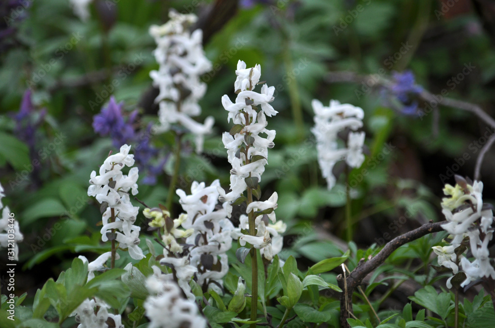 In spring, Corydalis cava blooms in the forest In spring, Corydalis cava blooms in the forest
