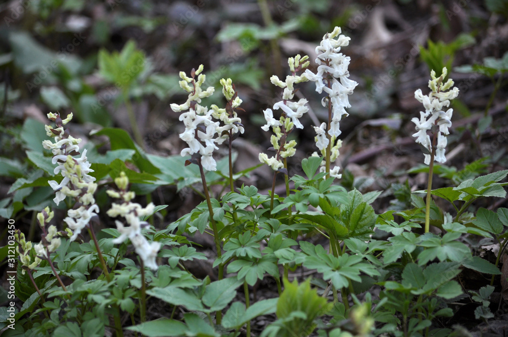In spring, Corydalis cava blooms in the forest