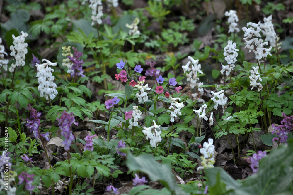 In spring, Corydalis cava blooms in the forest In spring, Corydalis cava blooms in the forest