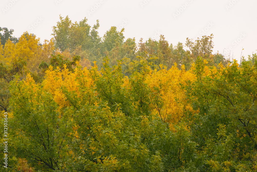 Crown of trees covered with yellow and green leaves on a background of cloudy sky in autumn park