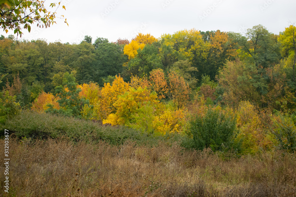 Fading dense grass against a background of a lush forest mixed in itself with different colors