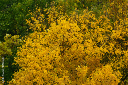 Branches with yellow leaves on the background of still green trees in the autumn park
