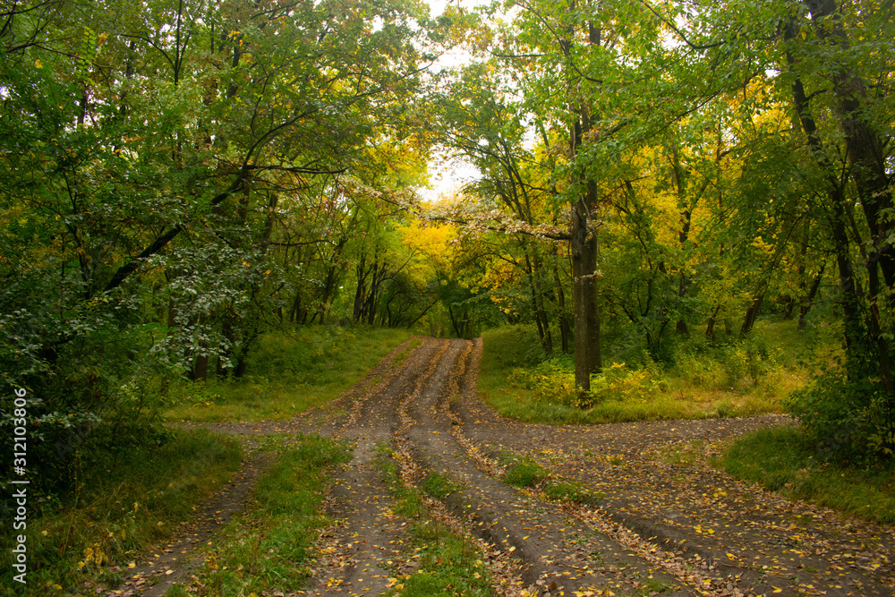 Trees in an autumn park drop yellow leaves onto a dirt road overgrown with green grass Trees in an autumn park drop yellow leaves onto a dirt road overgrown with green grass