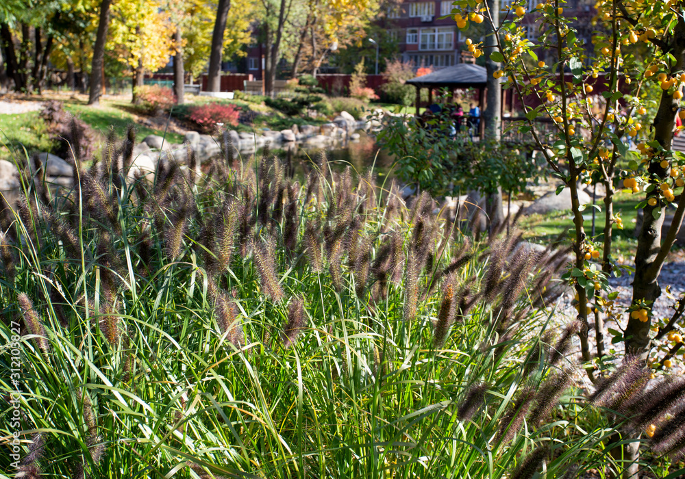 Reeds in the green grass near a lake Reeds in the green grass near a lake