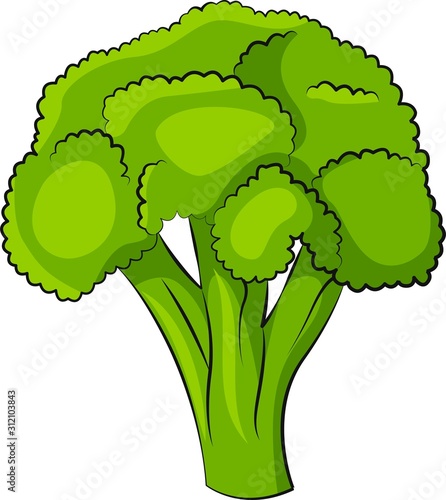 Isolated vector illustration of a broccoli on white background vibrant colors. Vegetarian food. Vegetables for menu. Colored vector illustration.