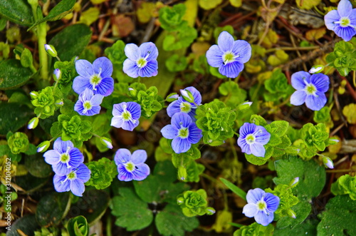 Veronica chamaedrys - blue blossoms