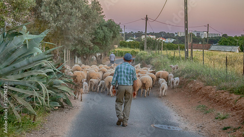 a farmer herding sheep, portugal
