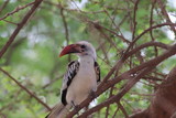 Einheimischer Vogel in Kenai