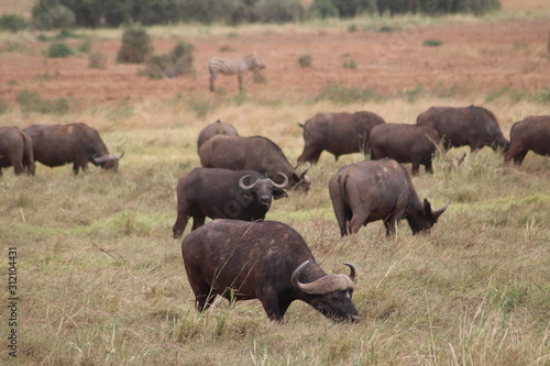 Büffelherde in Tsave East Nationalpark