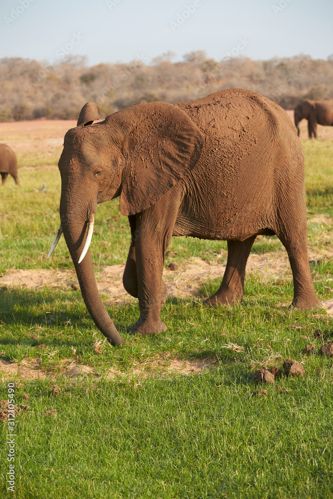 Elephant at Lake Kariba, Zimbabwe