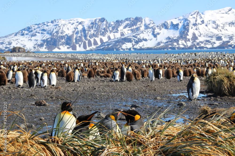 Obraz premium Riesige Pinguinkolonie in Südgeorgien - Königspinguin