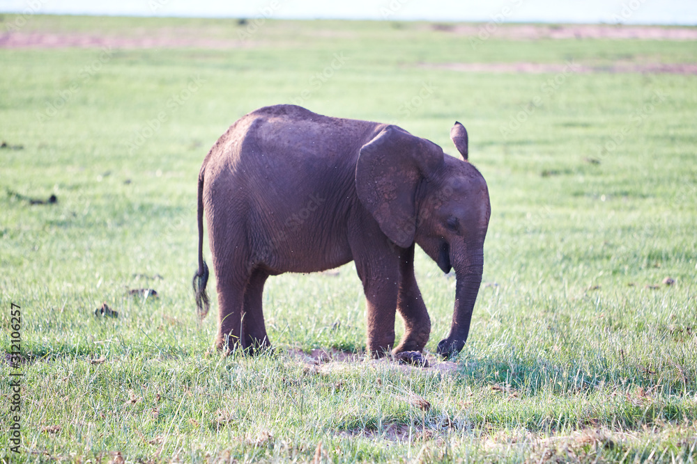 Elephant at Lake Kariba, Zimbabwe Elephant at Lake Kariba, Zimbabwe