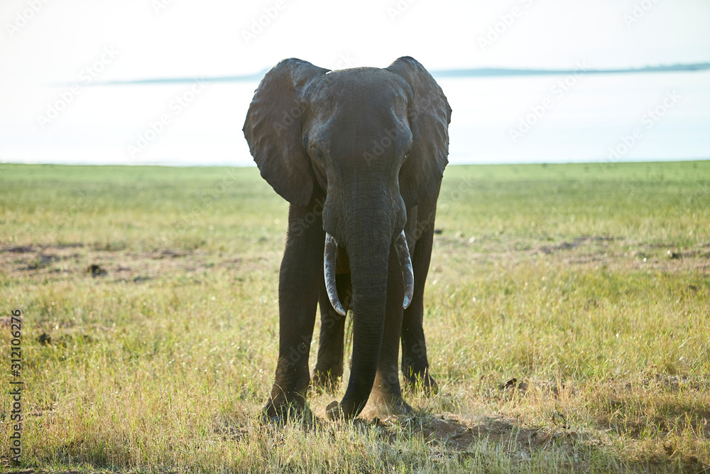 Fototapeta premium Elephant at Lake Kariba, Zimbabwe
