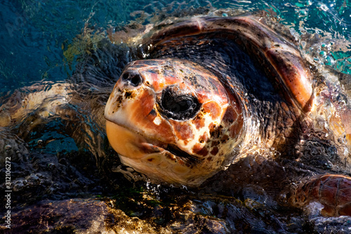 Leatherback turtle