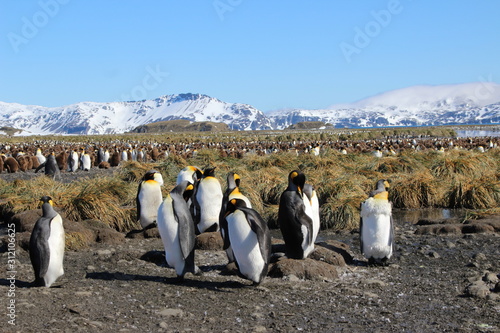 k  nigspinguine ganz nah in S  dgeorgien - Antarktis