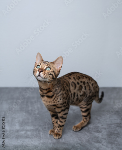 young bengal cat looking up curiously on concrete ground in front of white  wall